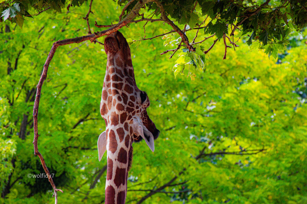 to insta watermark 10