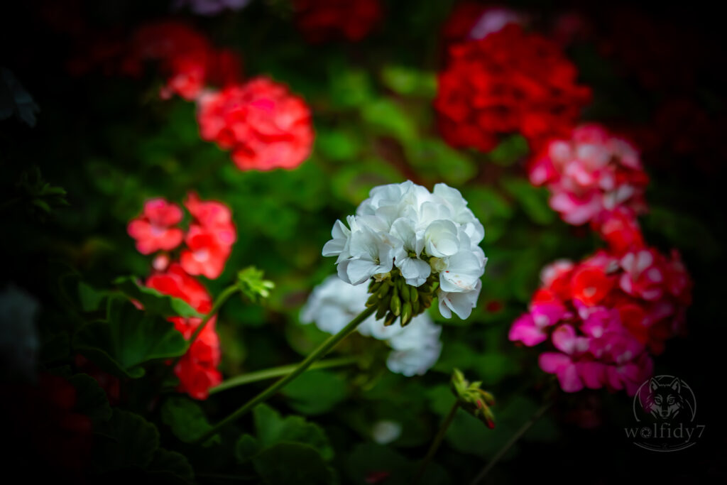 to insta watermark 13