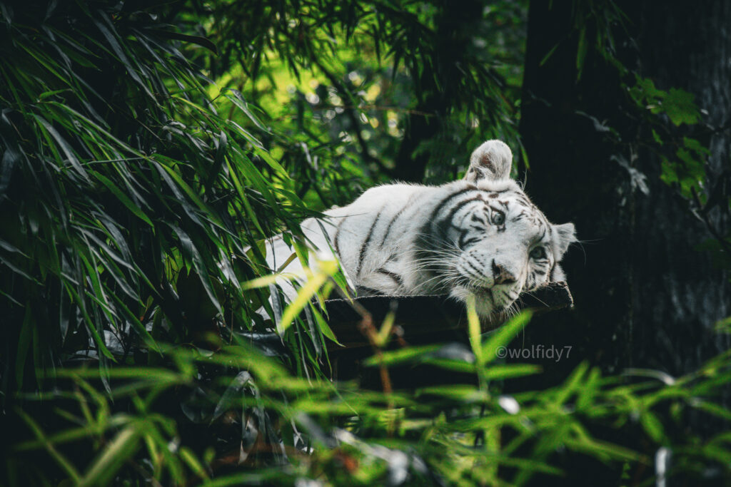 to insta watermark 3